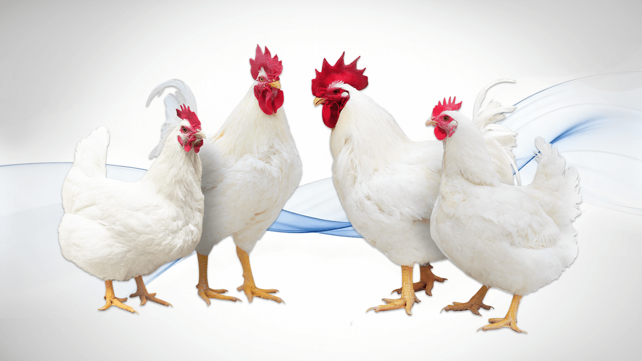 广明 2 号 · 祖代种鸡
   