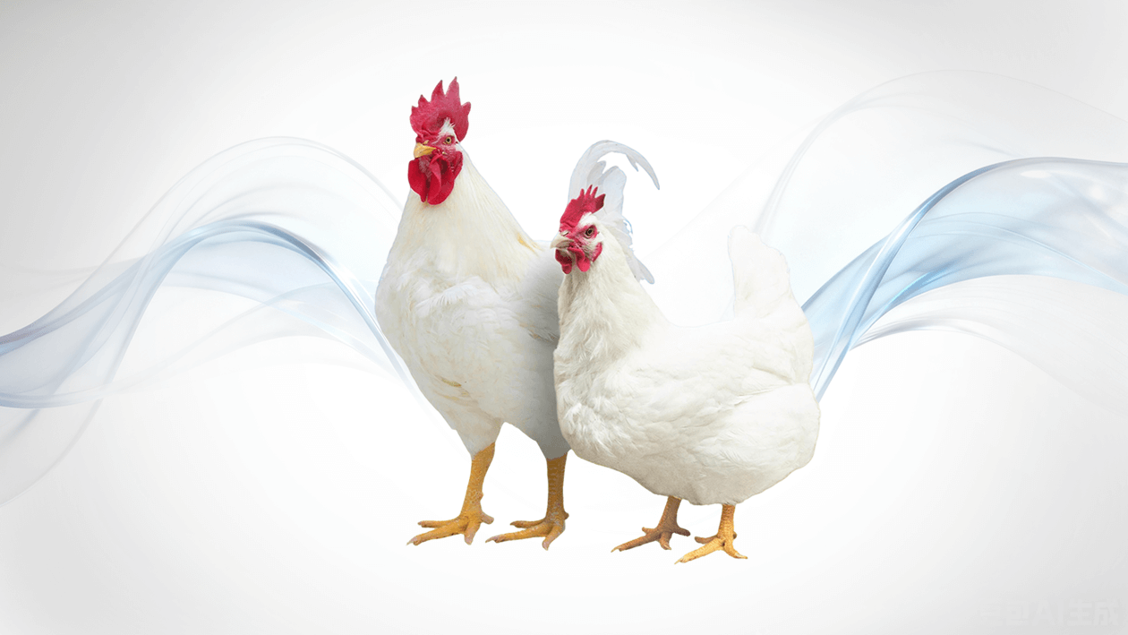 广明 2 号 · 父母代种鸡